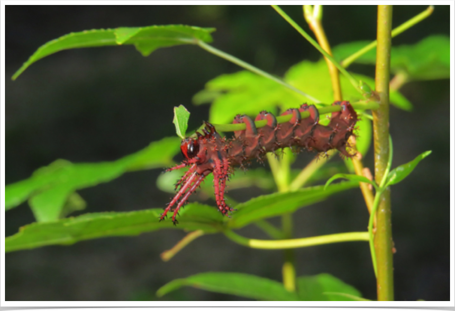 Hickory Horned Devil on Sweetgum
Citheronia regalis
Lamar County, Alabama